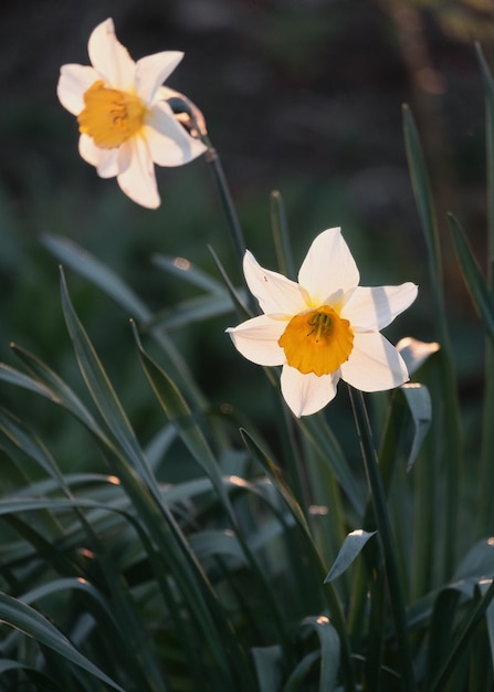 Gros plan de fleurs de jonquille éclairé par le soleil couchant poussant dans le parc public. Narcissus tazetta L.