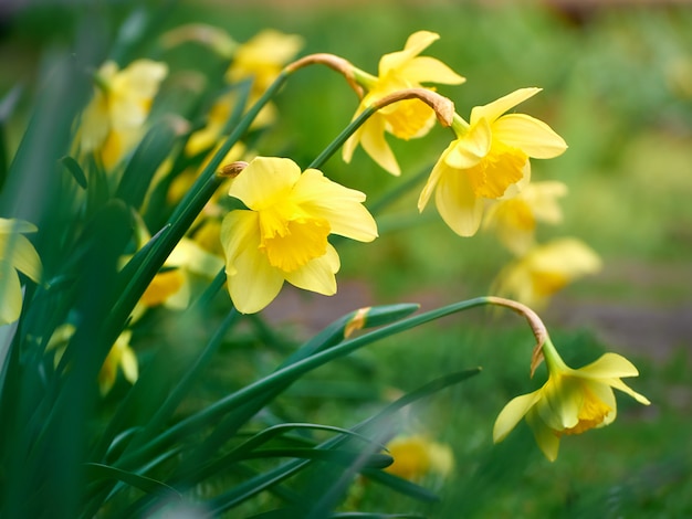 Gros plan de fleurs de jonquille jaune.