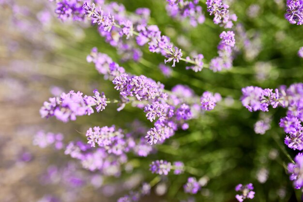 Photo gros plan sur des fleurs de lavande champ de lavande violette en été