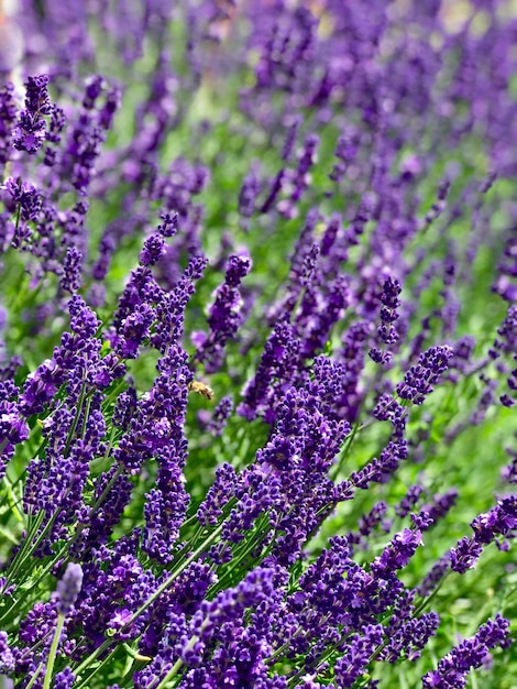 Un gros plan des fleurs de lavande violette sur le champ