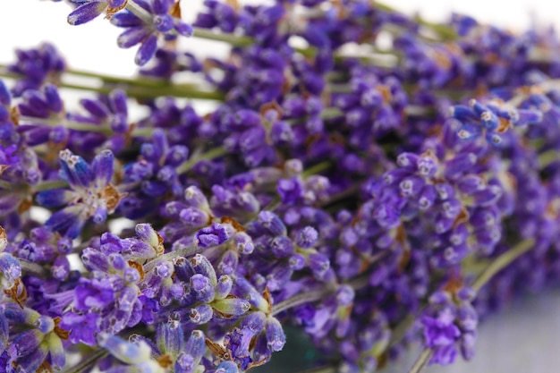 Gros plan de fleurs de lavande.