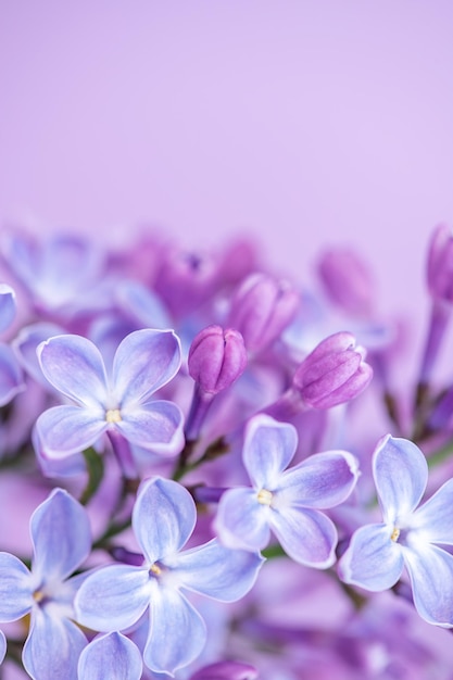 Gros plan de fleurs lilas sur un arrière-plan flou Bouquet de fleurs violettes photo verticale