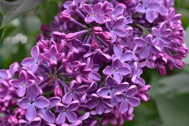 Un gros plan de fleurs de lilas violet