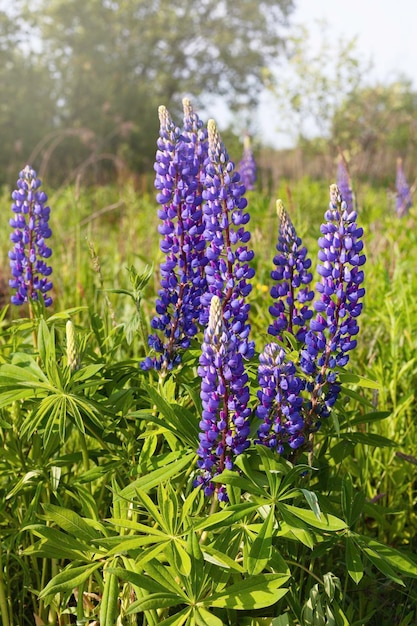 Gros plan de fleurs de lupins violets Belle prairie rurale ensoleillée Copiez l'espace paysage de vie calme Calme et sérénité fond naturel