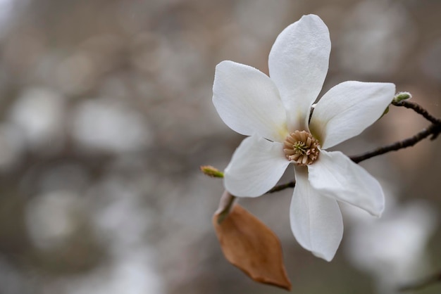 Gros plan de fleurs de Magnolia kobus en fleurs au printemps mise au point sélective