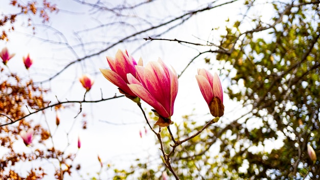 Gros plan de fleurs de magnolia rose sur un arbre pendant la journée