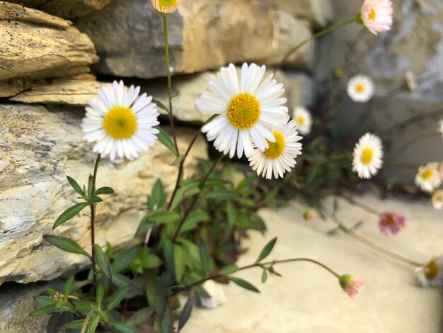 Photo un gros plan des fleurs de marguerite blanche