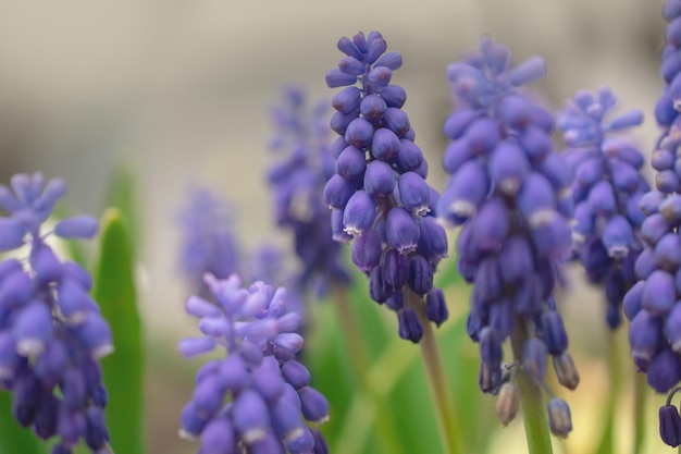 Gros plan de fleurs de Muscari bleu