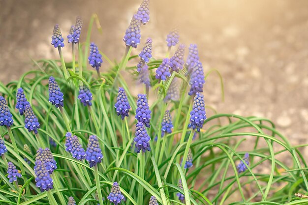 Gros plan de fleurs de Muscari bleu