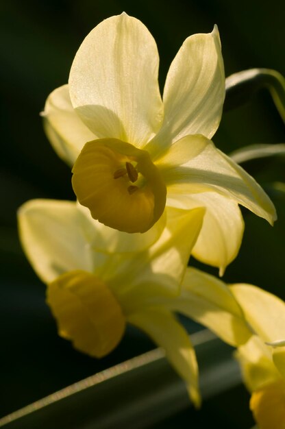 Gros plan de fleurs de narcisse jaune