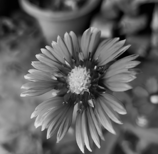 Gros plan de fleurs noires et blanches sur fond flou