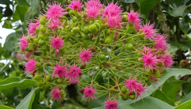 Photo un gros plan de fleurs avec le nom de rhododendron dessus