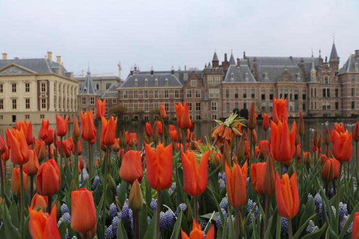 Photo un gros plan des fleurs d'orange