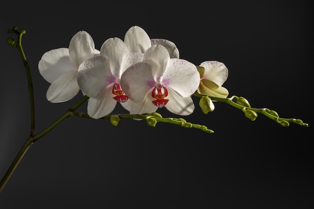 Gros plan de fleurs d'orchidées sur fond noir