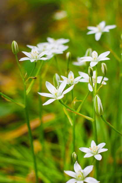 Gros plan de fleurs d'Ornithogalum (étoile de Bethléem)