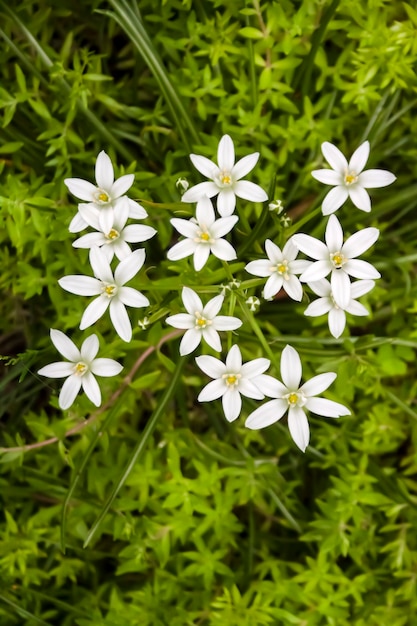 Photo gros plan de fleurs d'ornithogalum (étoile de bethléem).