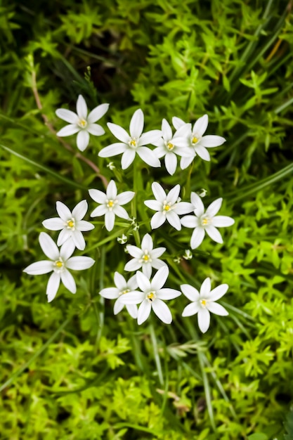 Photo gros plan de fleurs d'ornithogalum (étoile de bethléem).