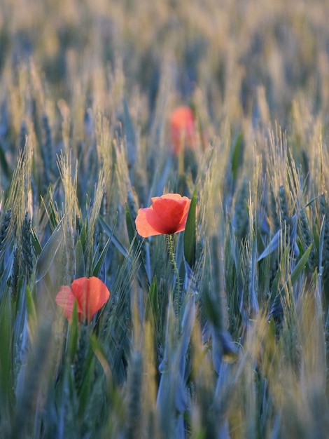 Photo un gros plan des fleurs de pavot rouge sur le champ