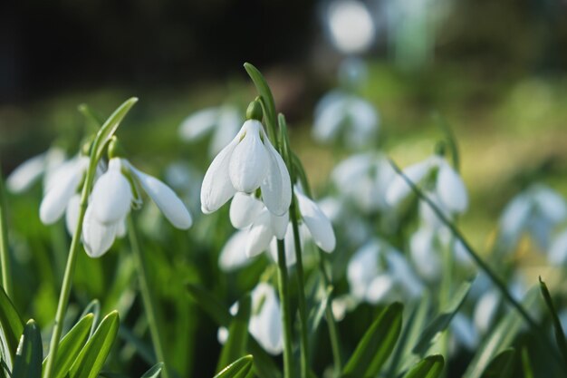 Gros plan de fleurs de perce-neige. De belles premières fleurs fleurissent au printemps. Galanthus nivalis blanc