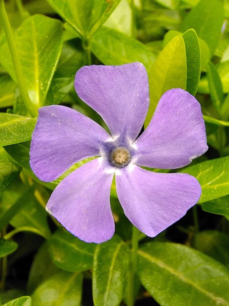 Gros plan de fleurs de pervenche mauve à cinq pétales