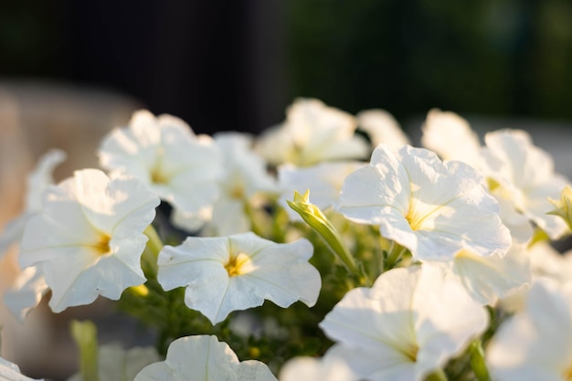 Gros plan de fleurs de pétunia blanc sur fond de nature floue