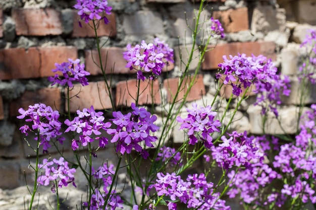 Gros Plan De Fleurs Phlox Dans Le Parc D'été