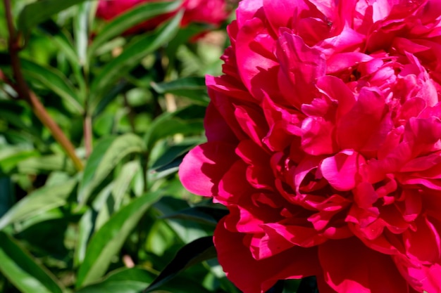 Gros plan de fleurs de pivoine rose