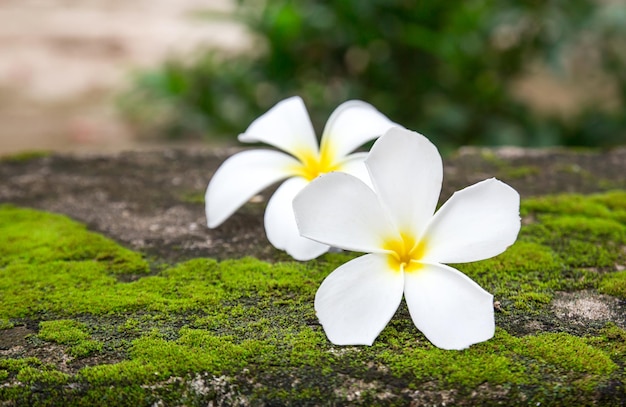 Gros plan des fleurs de plumeria sur le sol