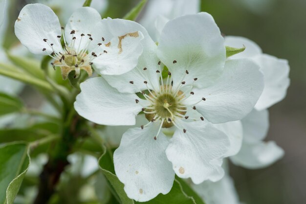 Gros plan de fleurs de poirier Fleur de poire blanche sur fond naturel