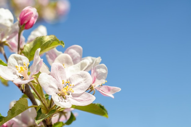 Gros plan de fleurs de pommier contre le ciel bleu Fond de surface avec des fleurs