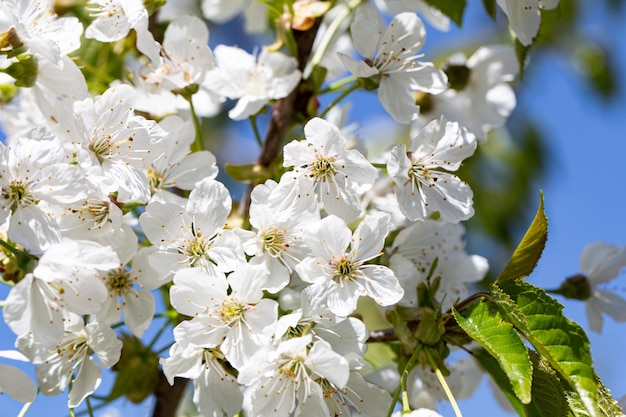 Gros plan de fleurs sur un pommier en fleurs.