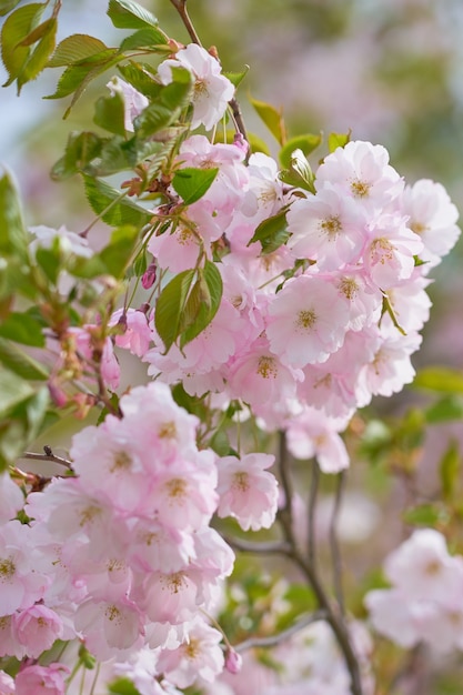 Gros plan de fleurs de pommier rose