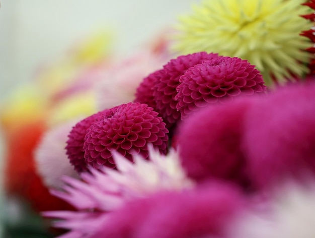 Un gros plan des fleurs pourpres