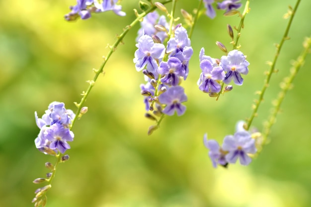 Un gros plan des fleurs pourpres