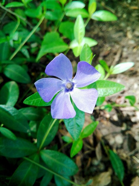 Photo un gros plan des fleurs pourpres