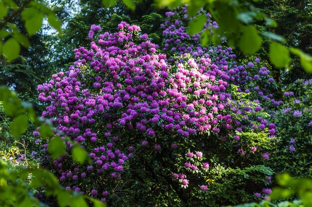 Photo un gros plan des fleurs pourpres