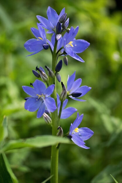 Un gros plan des fleurs pourpres