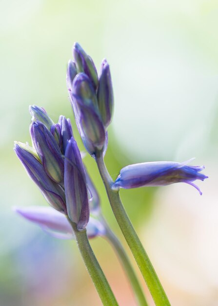 Photo un gros plan des fleurs pourpres