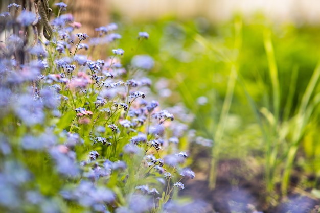 Gros plan de fleurs printanières tendres colorées qui fleurissent dans un parc verdoyant.