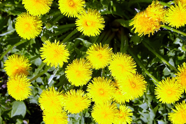 Gros Plan Sur Les Fleurs De Printemps De Pissenlit Jaune