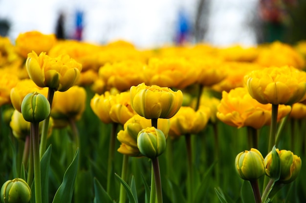 Un gros plan des fleurs qui poussent dans le champ