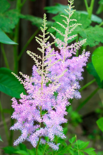 Gros plan de fleurs rose Astilbe