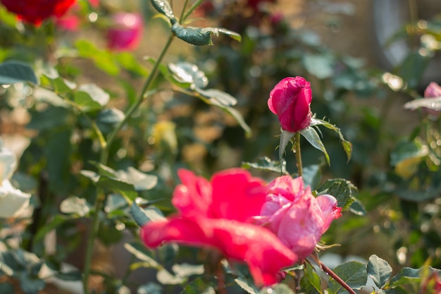 Gros plan, de, fleurs roses, sur, branche