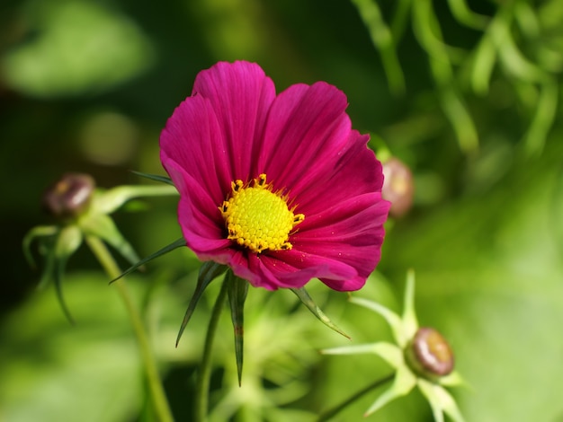 Gros plan de fleurs roses dans un jardin capturé pendant la journée