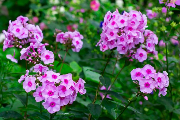 Gros plan de fleurs roses dans le jardin