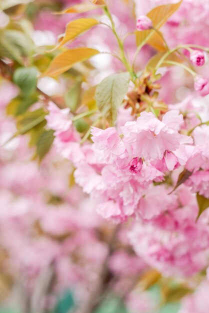 un gros plan de fleurs roses avec des feuilles vertes et des feuilles roses