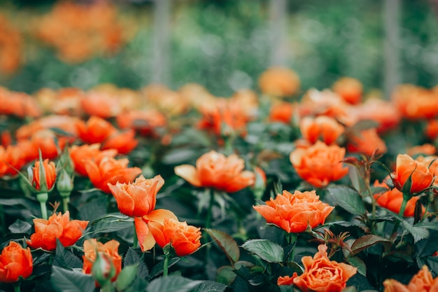 Gros plan de fleurs de roses en fleurs dans le jardin