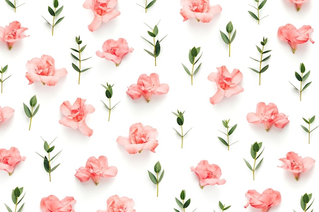 Un gros plan de fleurs roses sur un fond blanc