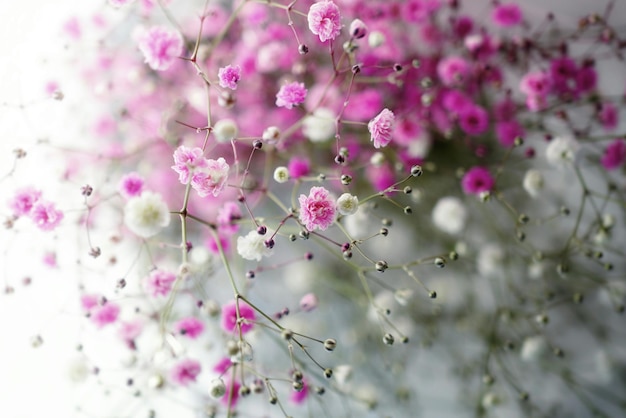 Un gros plan de fleurs roses sur un fond flou