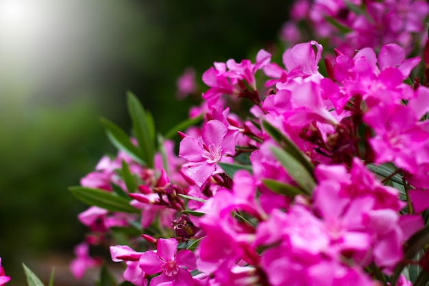 Gros plan de fleurs roses, fond de nature